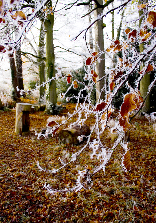 Garden at Corven Hall, Howey, near Llandrindod Wells on a frosty morning