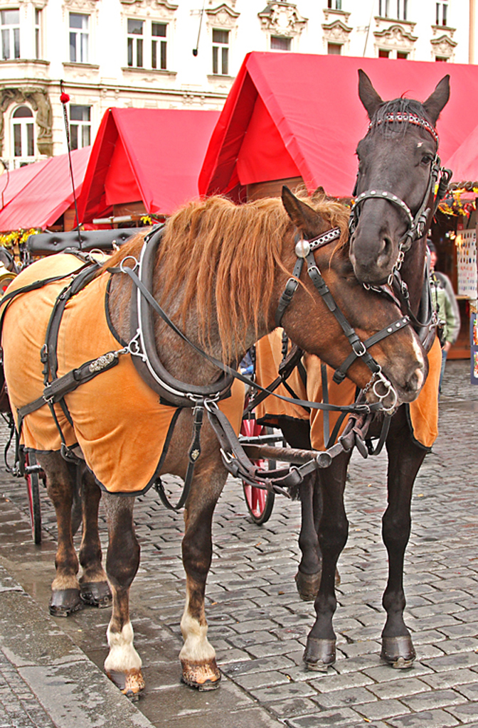 Two four-legged-friends in Prague at Easter