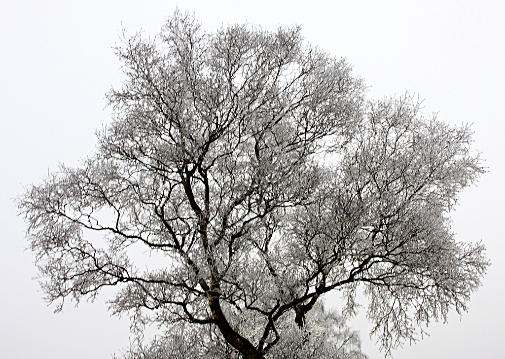 Frost and Ice covered tree in the Elan Valley