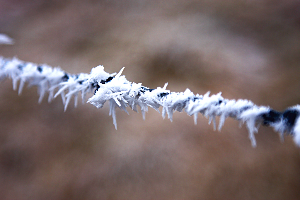 Frost and Ice covered tree in the Elan Valley