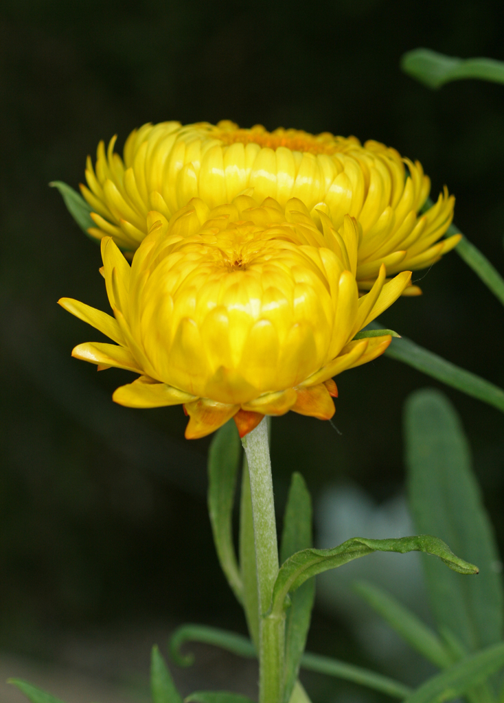 Flowers from National Botanical Gardens