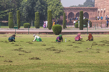 Ladies Grass-cutting with Scisors near the Taj Mahal, India