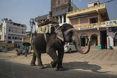 Headiing home at the end of a hard day - Taken in Jaipur, India