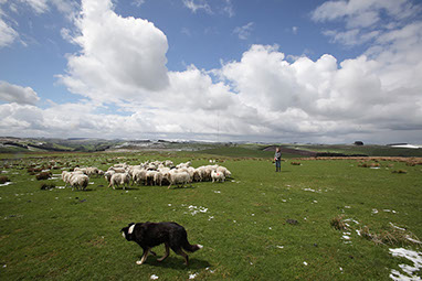 Shepherd on a Welsh Hill-top.  PR Photography for an Energy Company. 