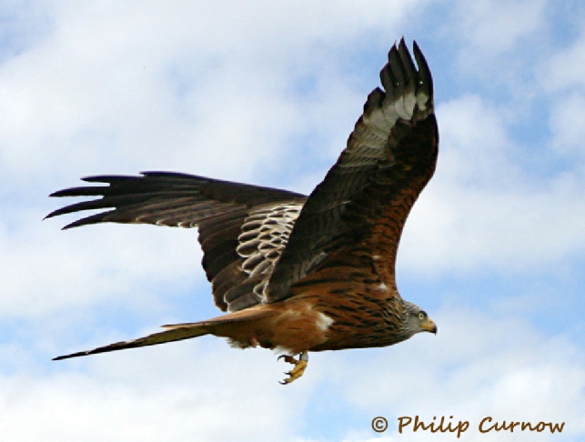 Gigrin Farm Red Kite - we need to keep room in our world for wild-life