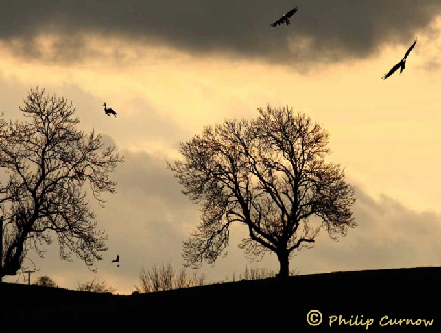 Wild autumn evening in Lloyney with trees and Red Kites