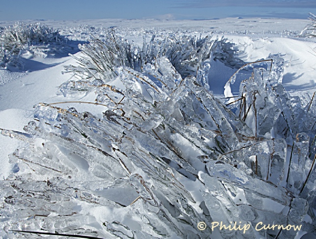 Frozen Llangynidr Moors, Ice Encrusted Grass