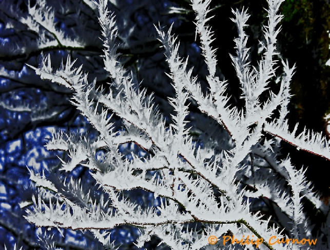 Frozen Llangynidr Moors, Bush covered with heavy frost