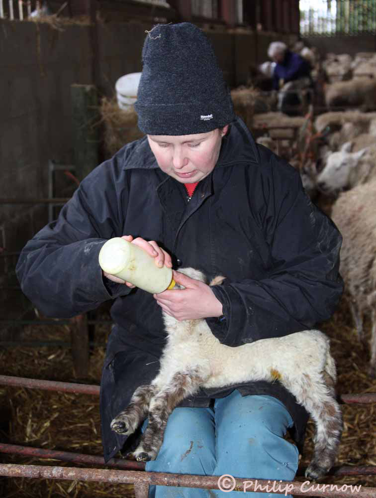 Bottle feeding a weak lamb on a Welsh hill farm.